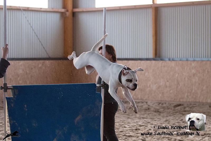 10688428.jpg - High Jump - -Southside Bulldogs Aala-Alohi 1,2m