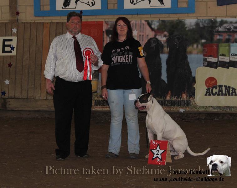 Averett.jpg - Southside Bulldogs Averett - Bully Male 2-4 years - judge Robert Latsha