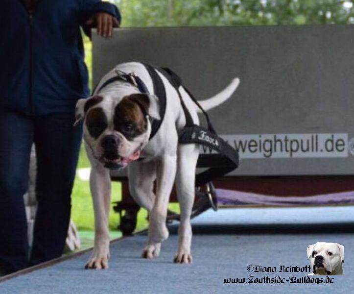 13884519.jpg - Southside Bulldogs Averett / Weight Pull Training